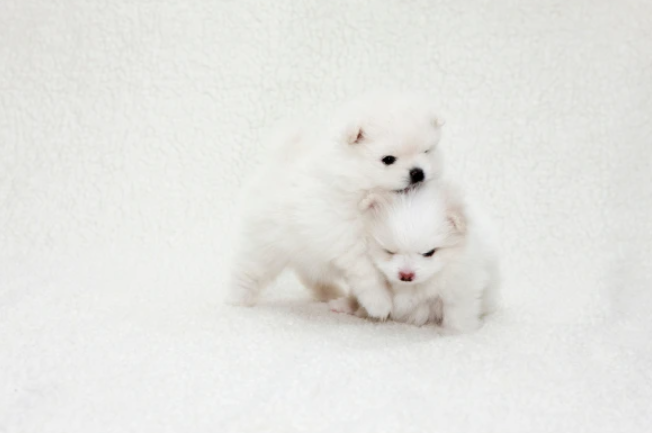 Dve mini šťeniatka pomeraniana sa bláznia